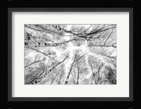 Through The Birch Trees Fine Art Print