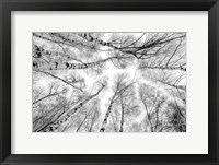 Through The Birch Trees Fine Art Print