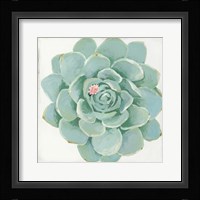 Pastel Succulent I Framed Print