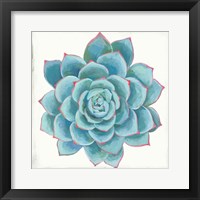 Pastel Succulent II Fine Art Print