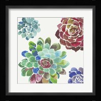 Water Succulents I Framed Print