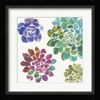 Water Succulents II Framed Print