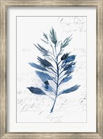 Botanical Blue II Fine Art Print