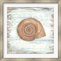 Ocean Snail Fine Art Print