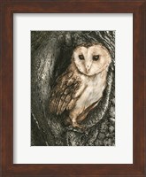 Barn Owl Roost Fine Art Print