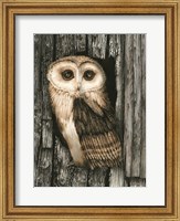 Owl Sentry Fine Art Print