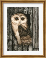 Owl Sentry Fine Art Print