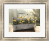 Daffodil Tin Fine Art Print