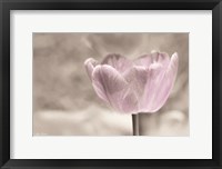 Violet Tulip Fine Art Print