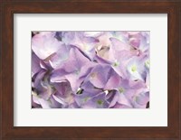 Violet Hydrangeas Fine Art Print