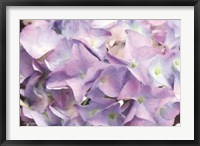 Violet Hydrangeas Fine Art Print