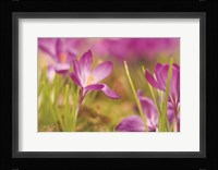 Wide Open Fine Art Print