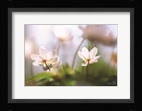 Anemones Fine Art Print