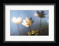 Anemones in Blue Fine Art Print