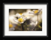 Anemone Up Close Fine Art Print