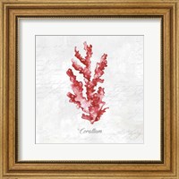 Red Sea Coral Fine Art Print