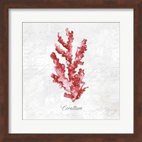 Red Sea Coral Fine Art Print