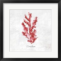 Red Sea Coral Framed Print