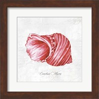 Red Seashell Fine Art Print