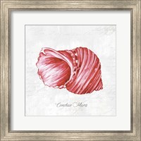 Red Seashell Fine Art Print