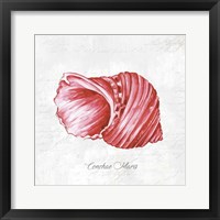 Red Seashell Framed Print