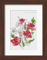 Botanical Poppies Fine Art Print
