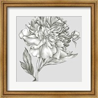 Glorious Peony I Fine Art Print