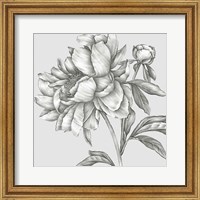 Glorious Peony II Fine Art Print