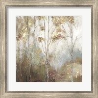 Fine Birch II Fine Art Print