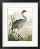 Grey Heron Framed Print
