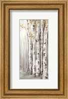 Sunset Birch Forest II Fine Art Print