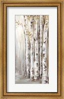 Sunset Birch Forest II Fine Art Print