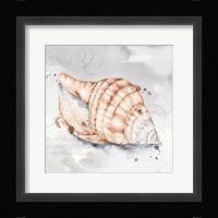 Blush Shell I Framed Print
