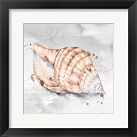 Blush Shell I Framed Print