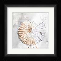 Blush Shell II Framed Print