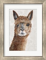 Suri Alpaca II Fine Art Print