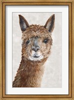 Suri Alpaca II Fine Art Print