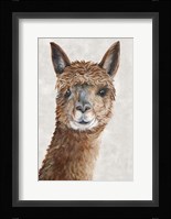 Suri Alpaca II Framed Print