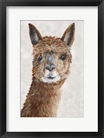 Suri Alpaca II Framed Print