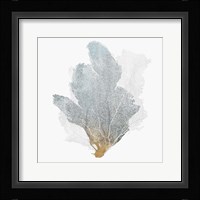 Delicate Coral II Framed Print