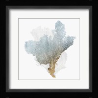 Delicate Coral III Framed Print