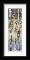 Dark Birch II Framed Print