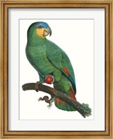 Parrot of the Tropics I Fine Art Print
