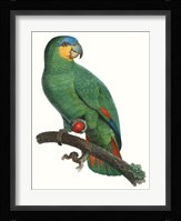 Parrot of the Tropics I Fine Art Print