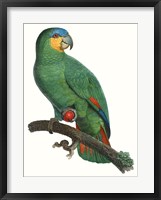Parrot of the Tropics I Framed Print