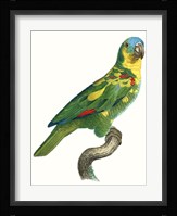 Parrot of the Tropics II Fine Art Print