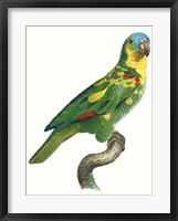 Parrot of the Tropics II Framed Print