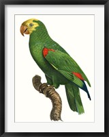 Parrot of the Tropics III Fine Art Print