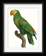 Parrot of the Tropics III Fine Art Print