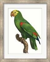 Parrot of the Tropics III Fine Art Print